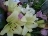 thumbs_dsc00716